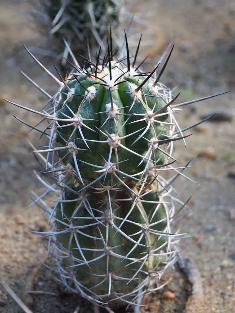 Copiapoa coquimbana