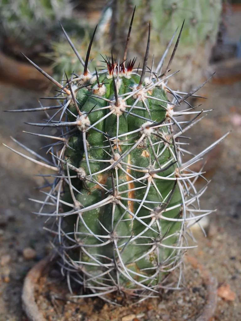 Copiapoa coquimbana – pestovanie a (Copiapoa coquimbana) – v záhrade, fotografia rastliny