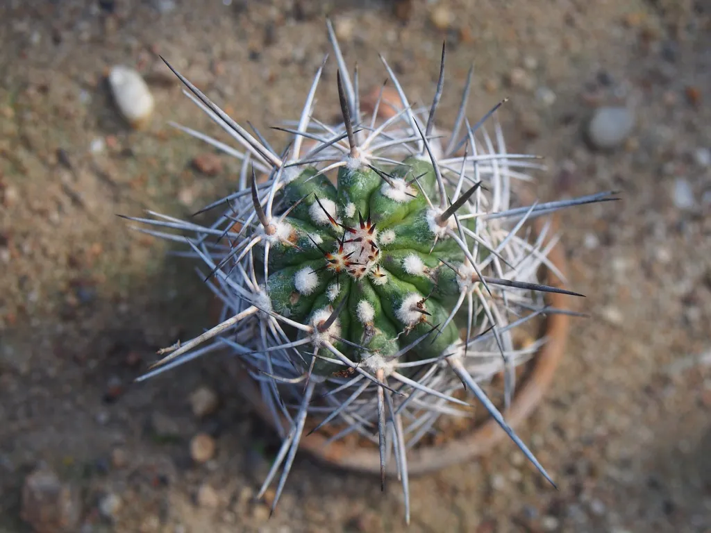 Copiapoa coquimbana – pestovanie a (Copiapoa coquimbana) – v záhrade, fotografia rastliny