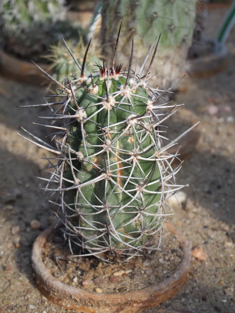 Copiapoa coquimbana – pestovanie a (Copiapoa coquimbana) – v záhrade, fotografia rastliny