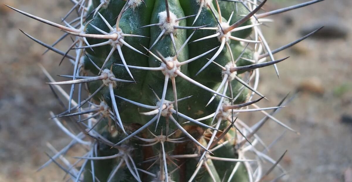 Copiapoa coquimbana – fotografia rastliny