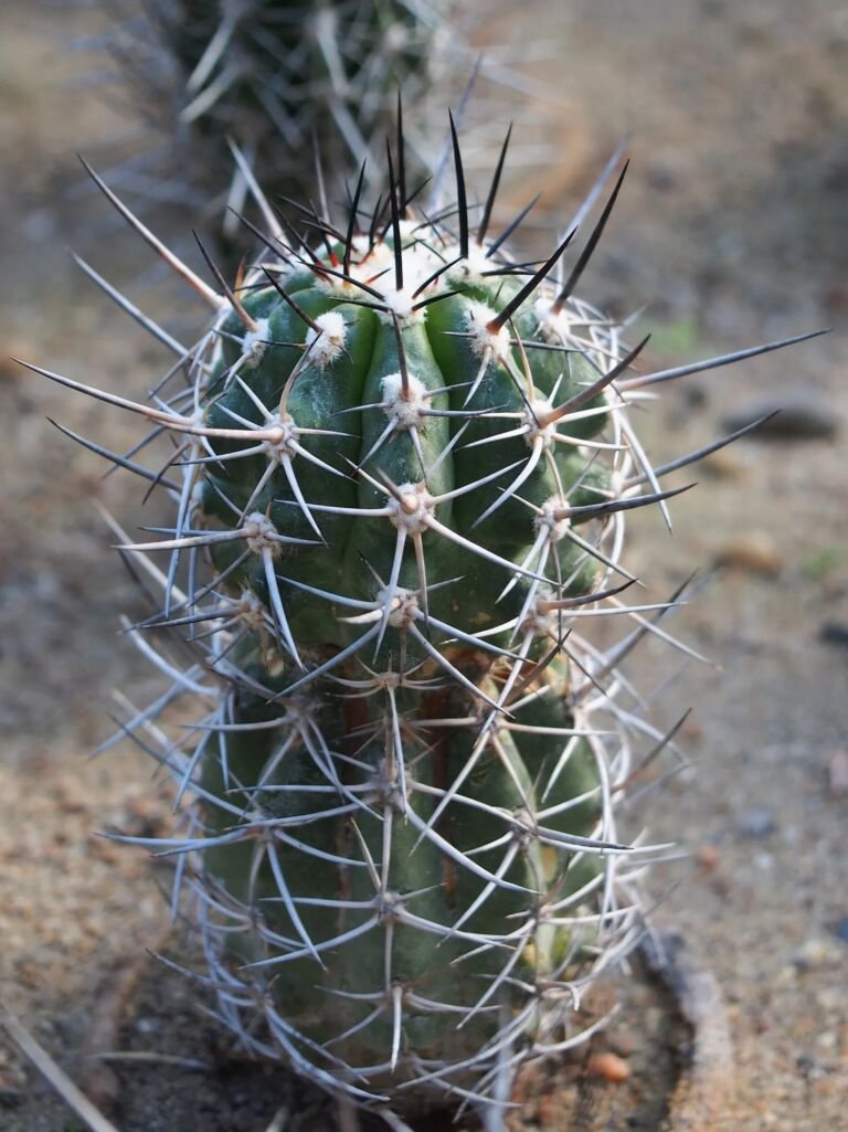 Copiapoa coquimbana