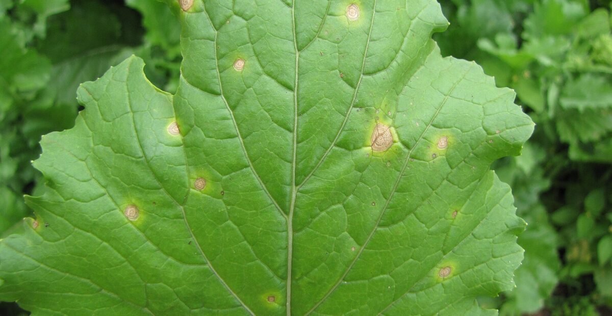Copper deficiency