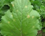 Copper deficiency
