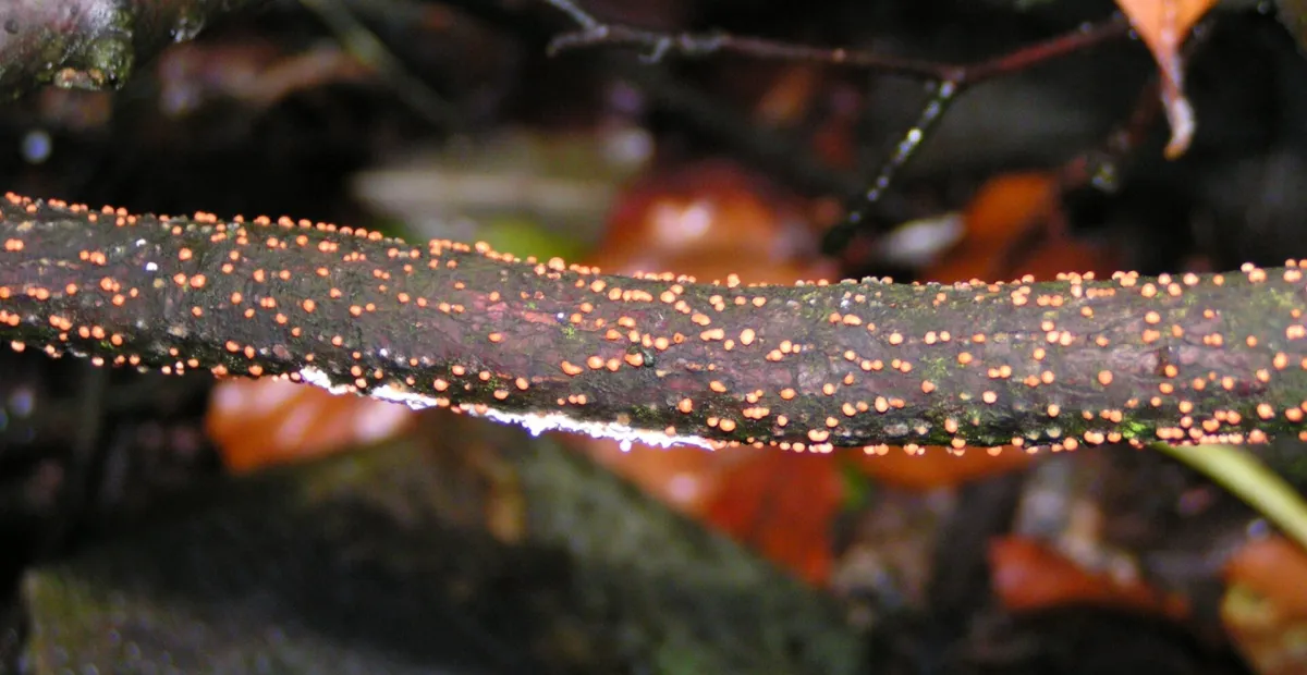 Coral Spot Canker