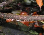 Coral Spot Canker