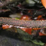 Coral Spot Canker