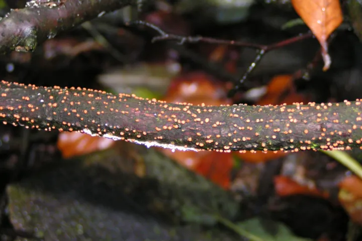 Coral Spot Canker