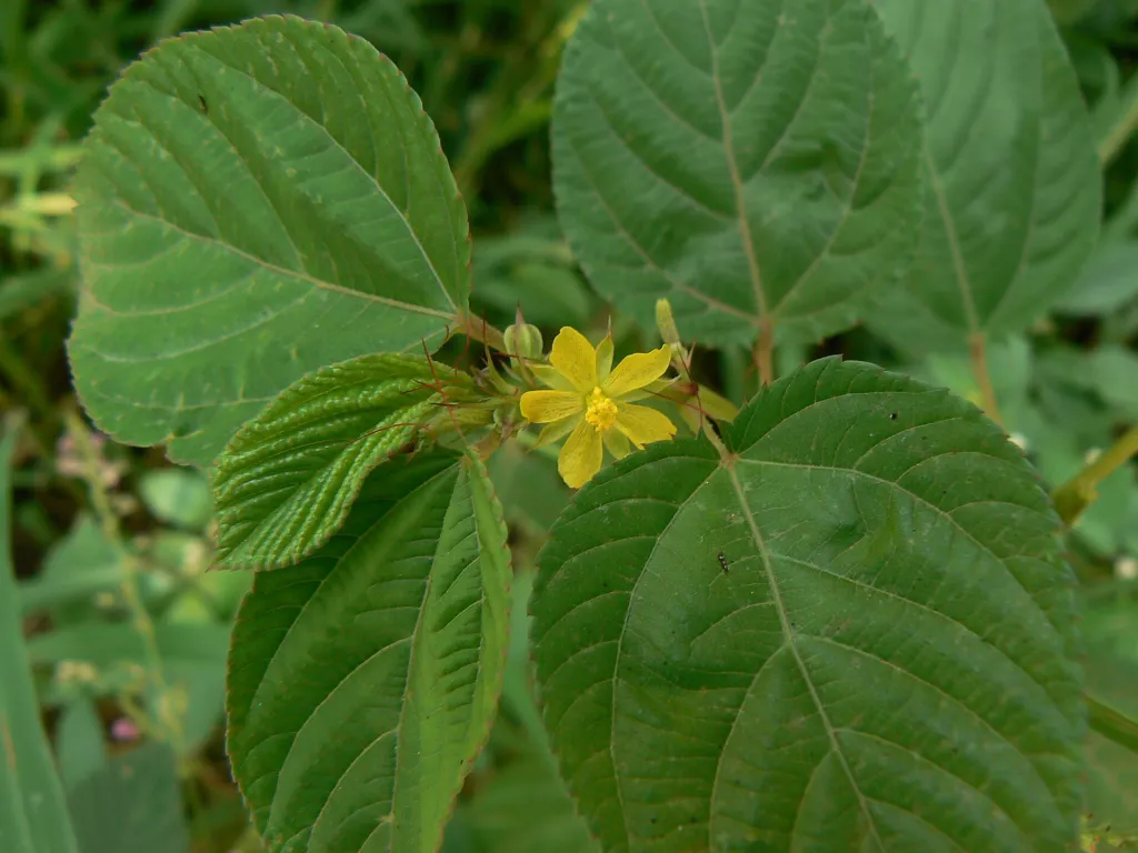 juta dlhoplodá (Corchorus olitorius) – kvety zblízka, fotografia rastliny