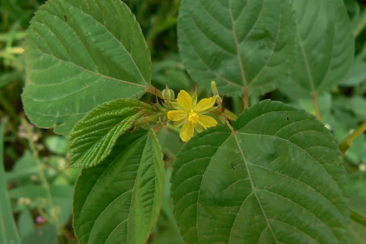 Corchorus olitorius