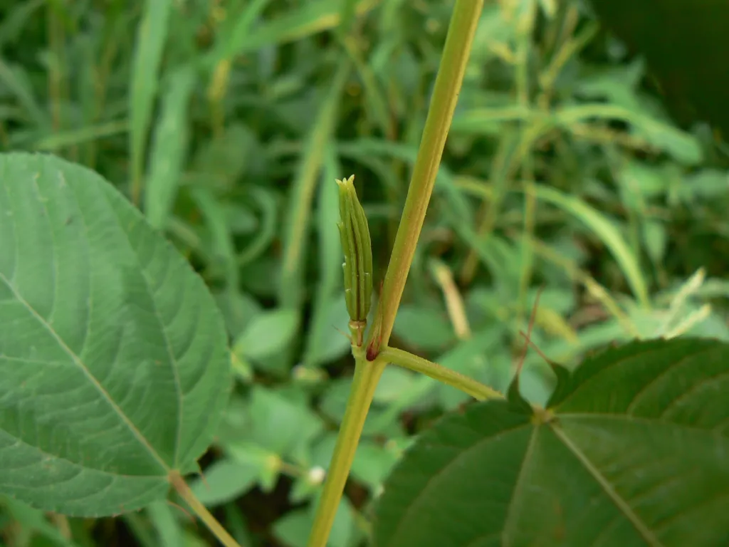 juta dlhoplodá (Corchorus olitorius) – typický vzhľad, fotografia rastliny