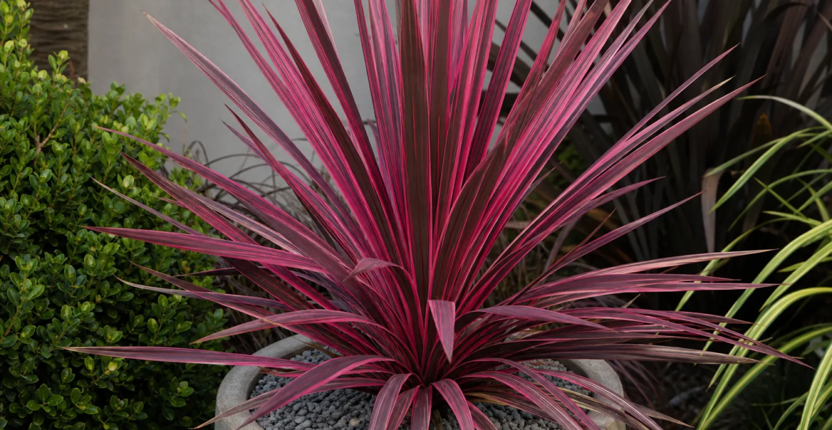 Cordyline australis 'Electric Pink' – fotografia rastliny