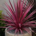 Cordyline australis 'Electric Pink' – fotografia rastliny