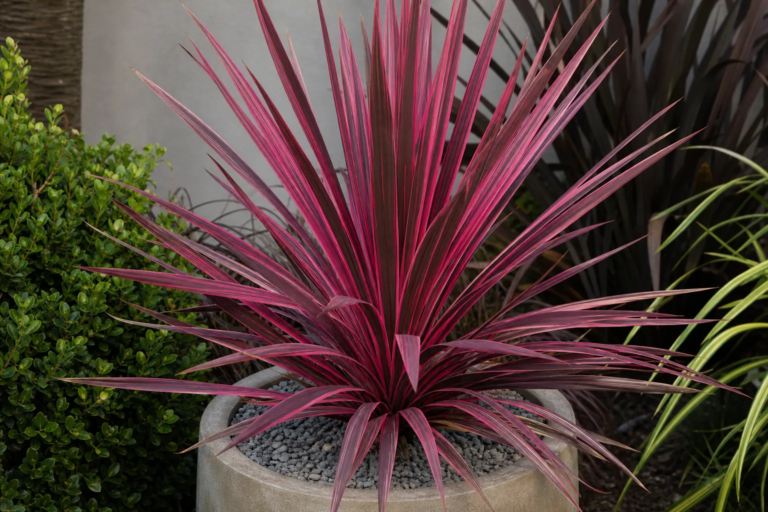 Cordyline australis 'Electric Pink'