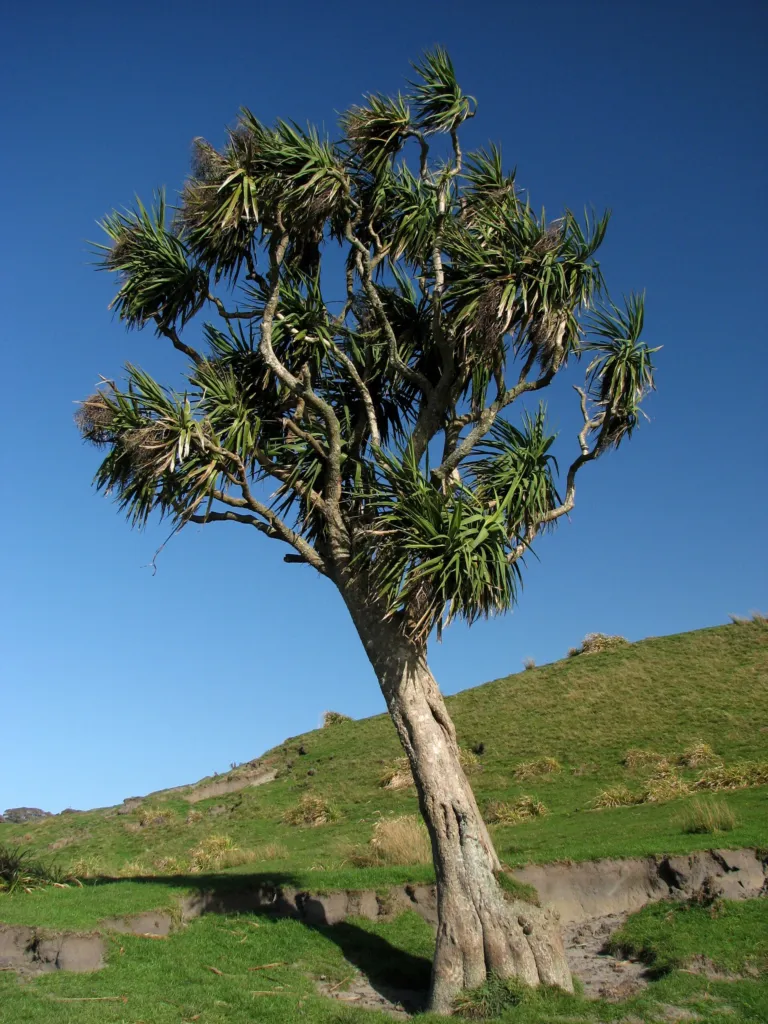 Cabbage Tree (Cordyline australis) – flowers in close-up, plant photo
