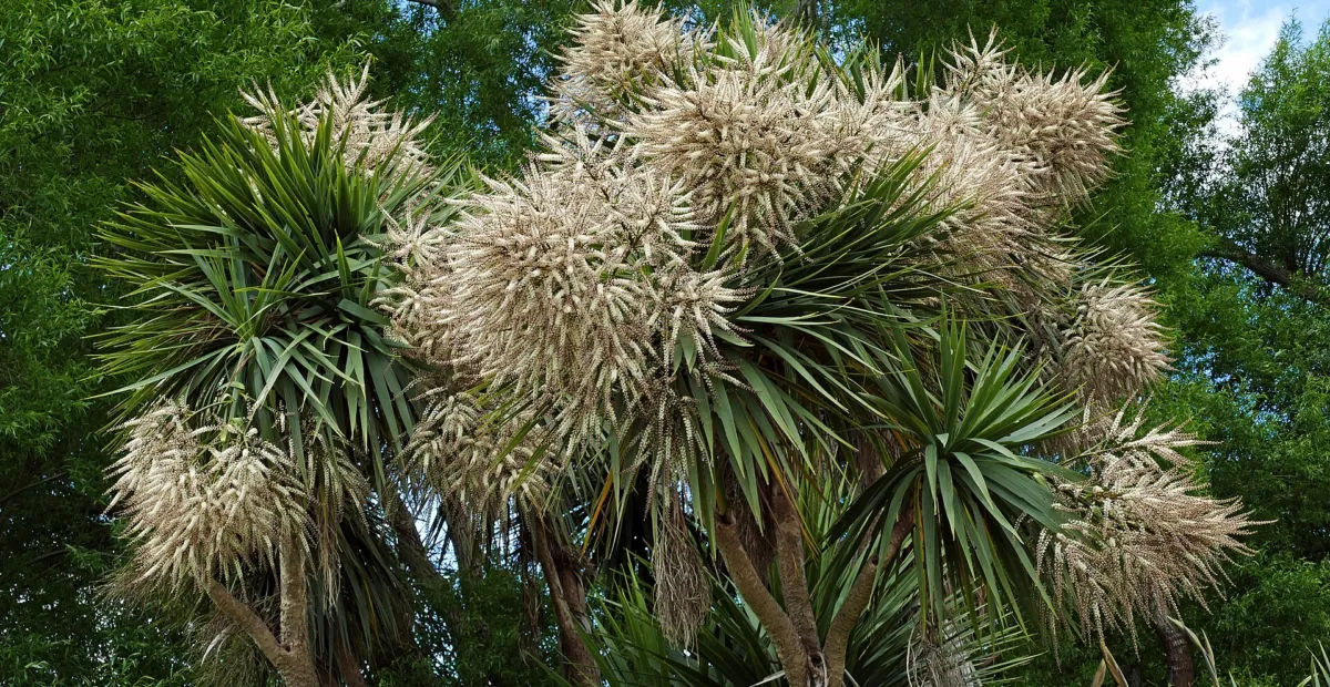 Cabbage Tree (Cordyline australis) – plant photo