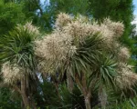 Cabbage Tree (Cordyline australis) care guide
