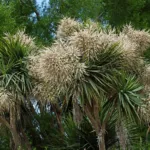 Cabbage Tree (Cordyline australis) – plant photo