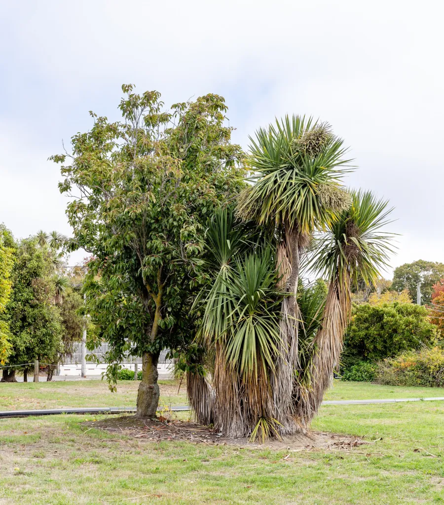 Cabbage Tree (Cordyline australis) – natural growth habit, plant photo