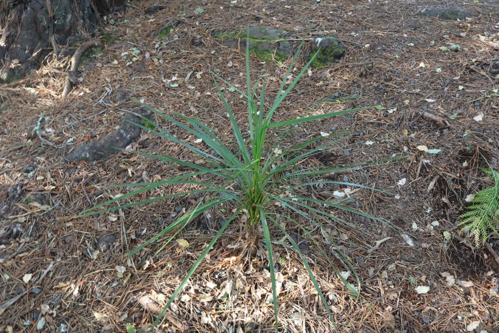 Cabbage Tree (Cordyline australis) – natural growth habit, plant photo