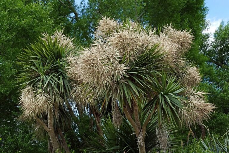 Cordyline australis