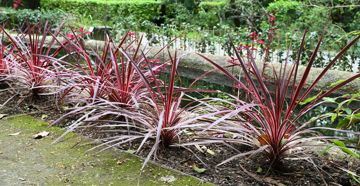 Cordyline australis 'Pink Passion' – plant photo