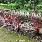Pink Passion (Cordyline australis ‘Pink Passion’) (Cordyline australis 'Pink Passion')