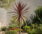 Pocahontas (Cordyline australis ‘Pocahontas’)