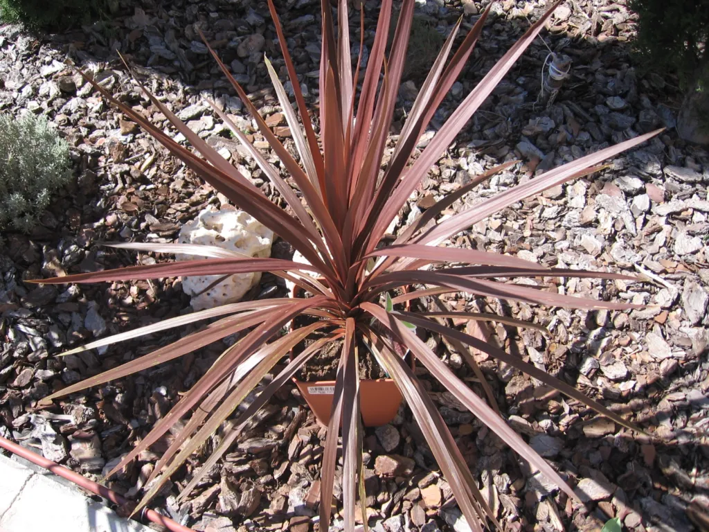 Red Star (Cordyline australis ‘Red Star’) (Cordyline australis 'Red Star')
