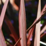 Red Star (Cordyline australis ‘Red Star’) (Cordyline australis 'Red Star') – plant photo