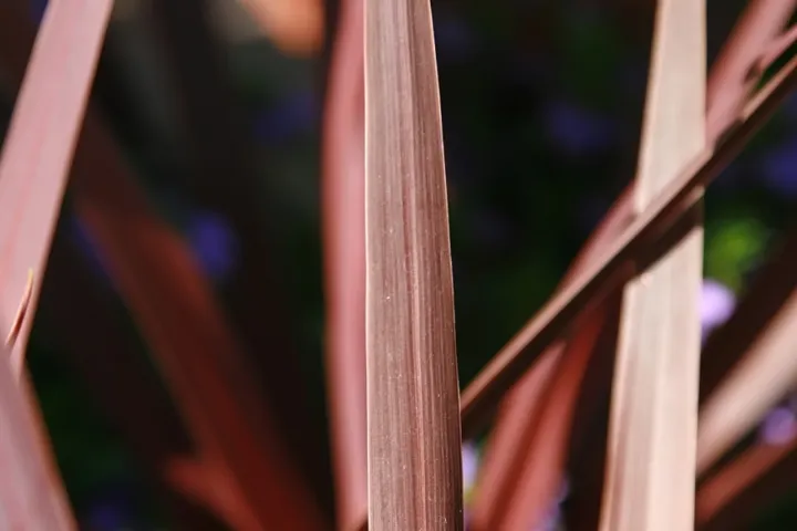 Cordyline australis 'Red Star'