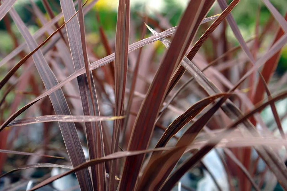 Red Star (Cordyline australis ‘Red Star’) (Cordyline australis 'Red Star')