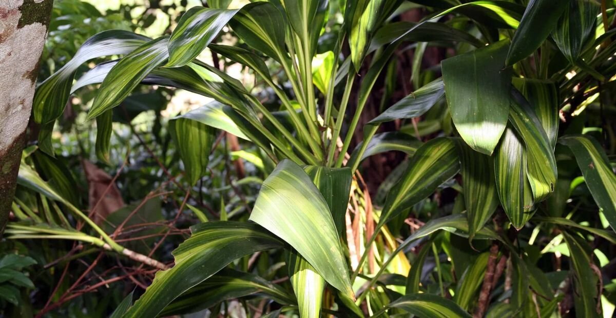 Cordyline fruticosa – Pflanzenfoto