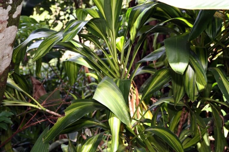 Cordyline fruticosa