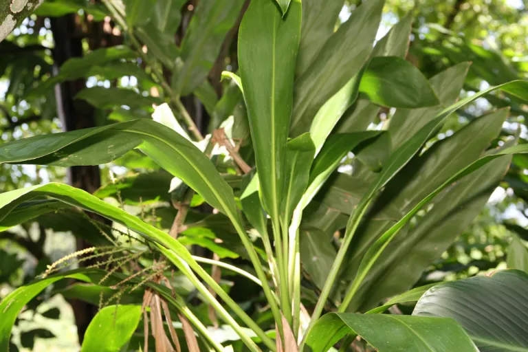Ti Tree (Cordyline fruticosa) – leaves and shoots, plant photo