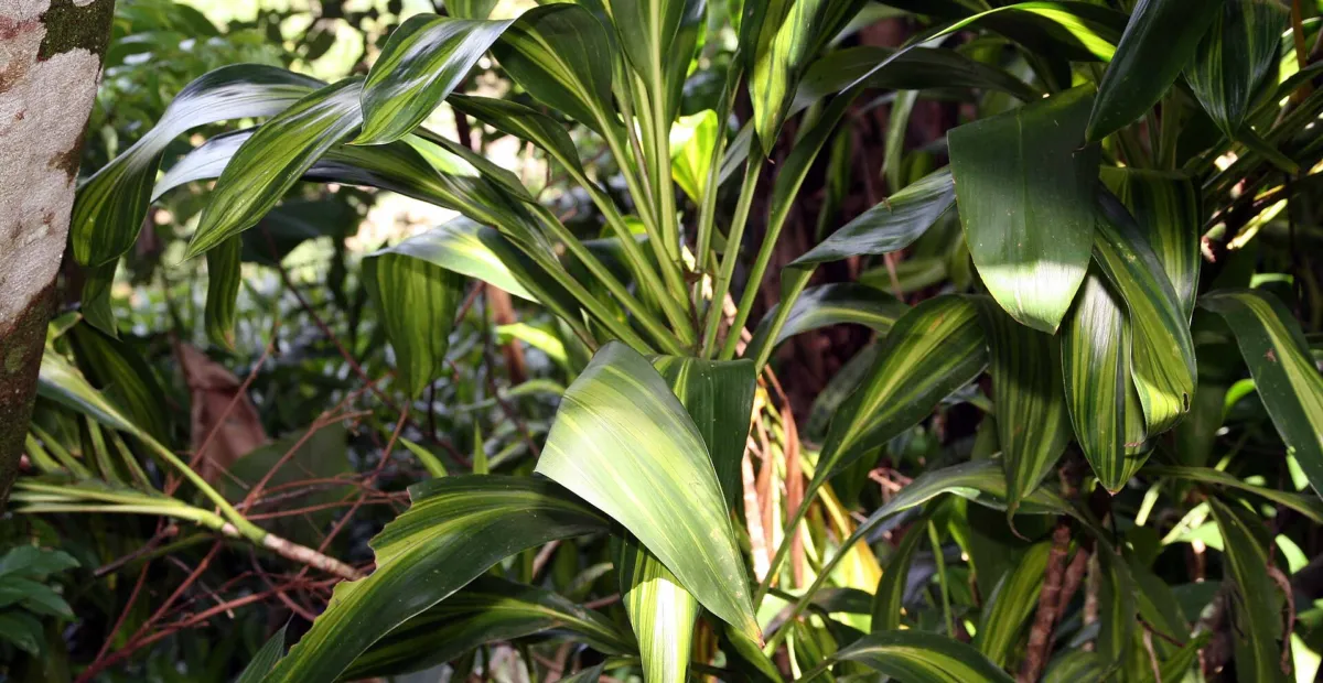 Ti Tree (Cordyline fruticosa) – plant photo