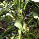 Ti Tree (Cordyline fruticosa) – plant photo
