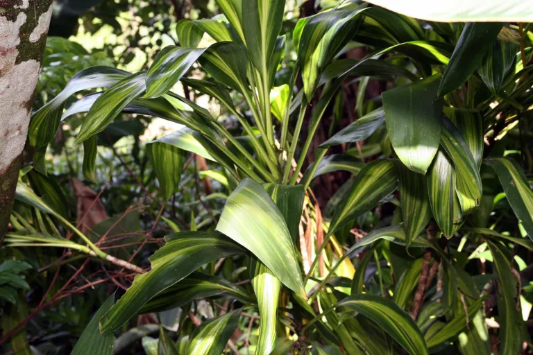 Cordyline fruticosa