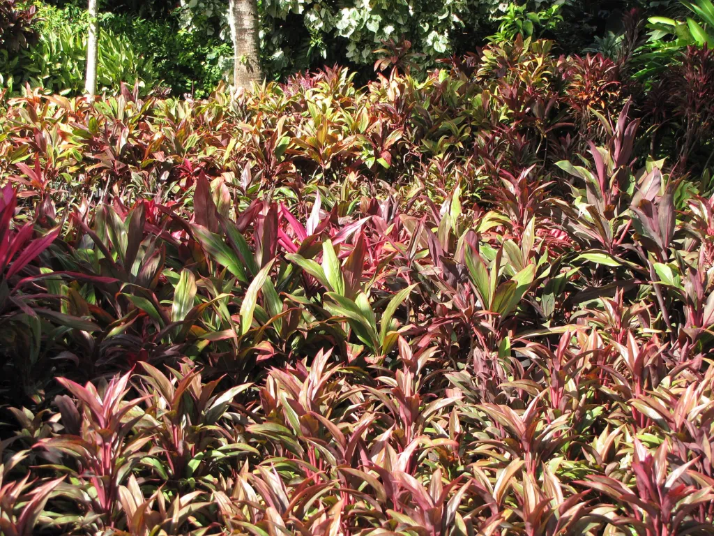 Ti Tree (Cordyline fruticosa) – leaves and shoots, plant photo