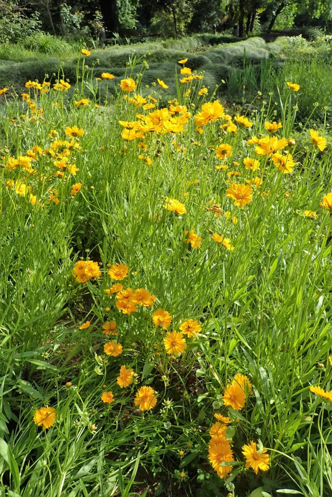 large-flowered tickseed (Coreopsis grandiflora) – in a garden setting, plant photo