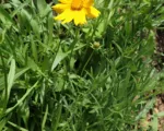 Large-flowered tickseed (Coreopsis grandiflora) care guide