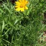 large-flowered tickseed (Coreopsis grandiflora) – plant photo