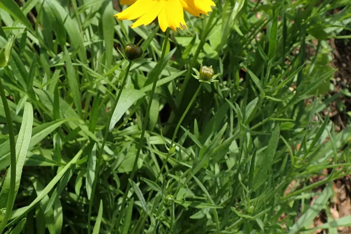 Coreopsis grandiflora