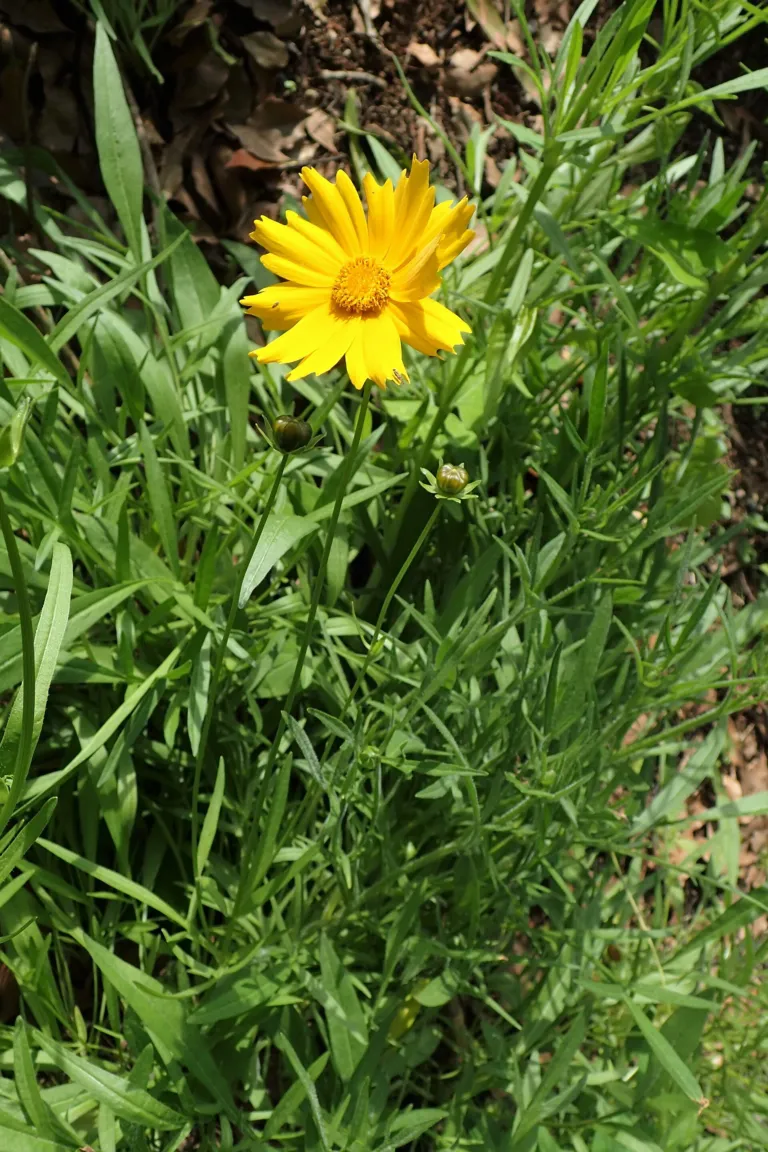 Coreopsis grandiflora