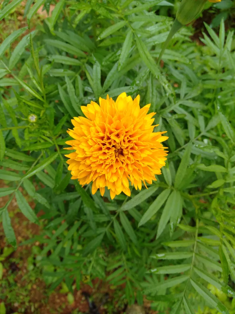 large-flowered tickseed (Coreopsis grandiflora) – flowers in close-up, plant photo
