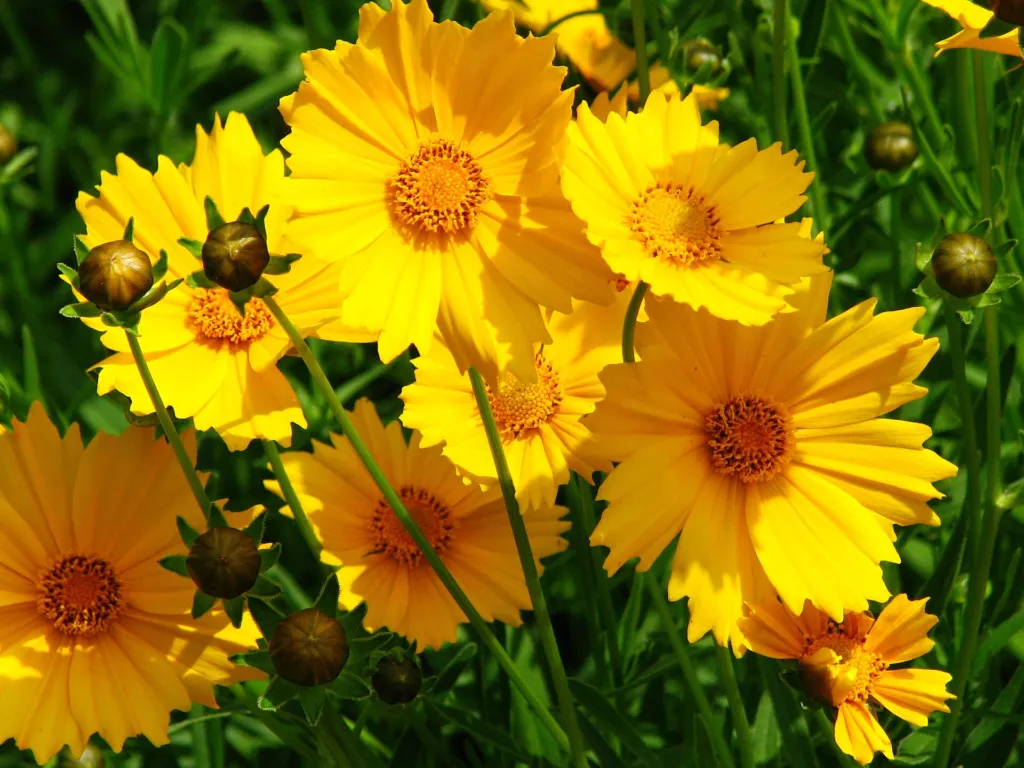 large-flowered tickseed (Coreopsis grandiflora) – in a garden setting, plant photo