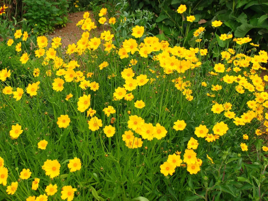 large-flowered tickseed (Coreopsis grandiflora) – in a garden setting, plant photo