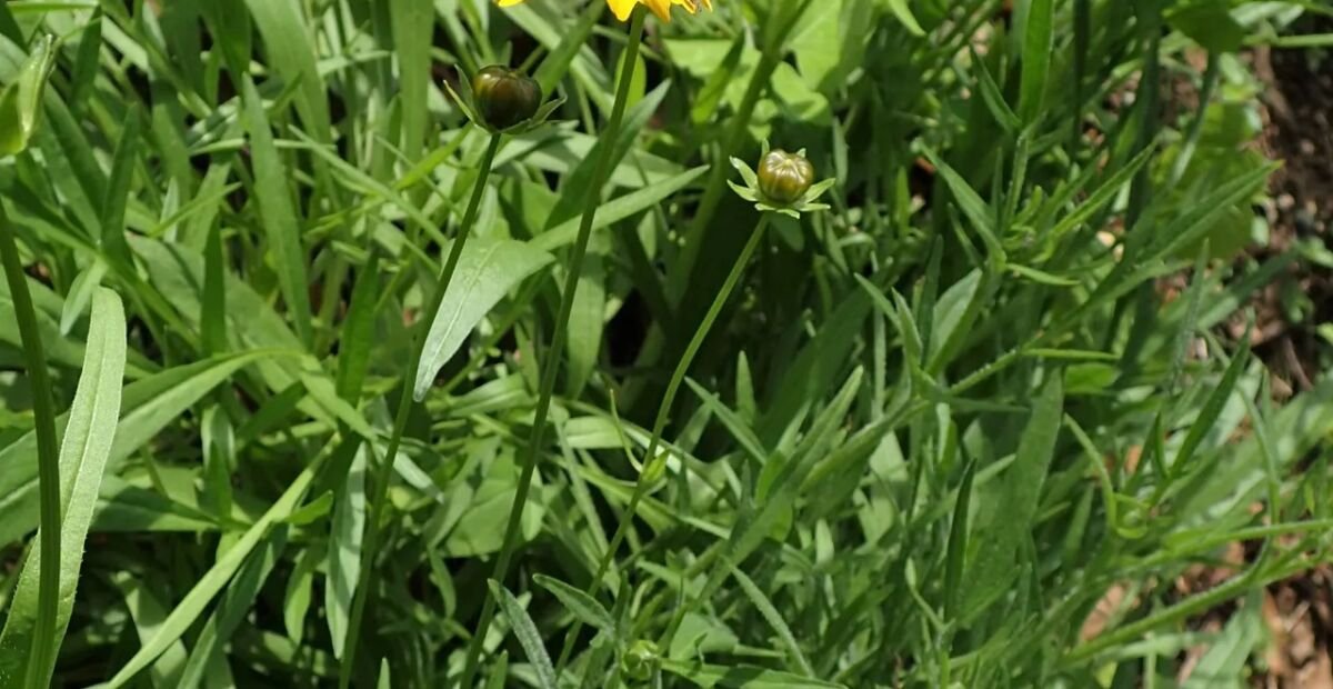 Coreopsis grandiflora – fotografia rastliny