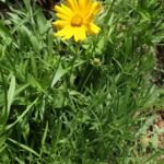 Coreopsis grandiflora – pestovanie a starostlivosť (Coreopsis grandiflora) – fotografia rastliny
