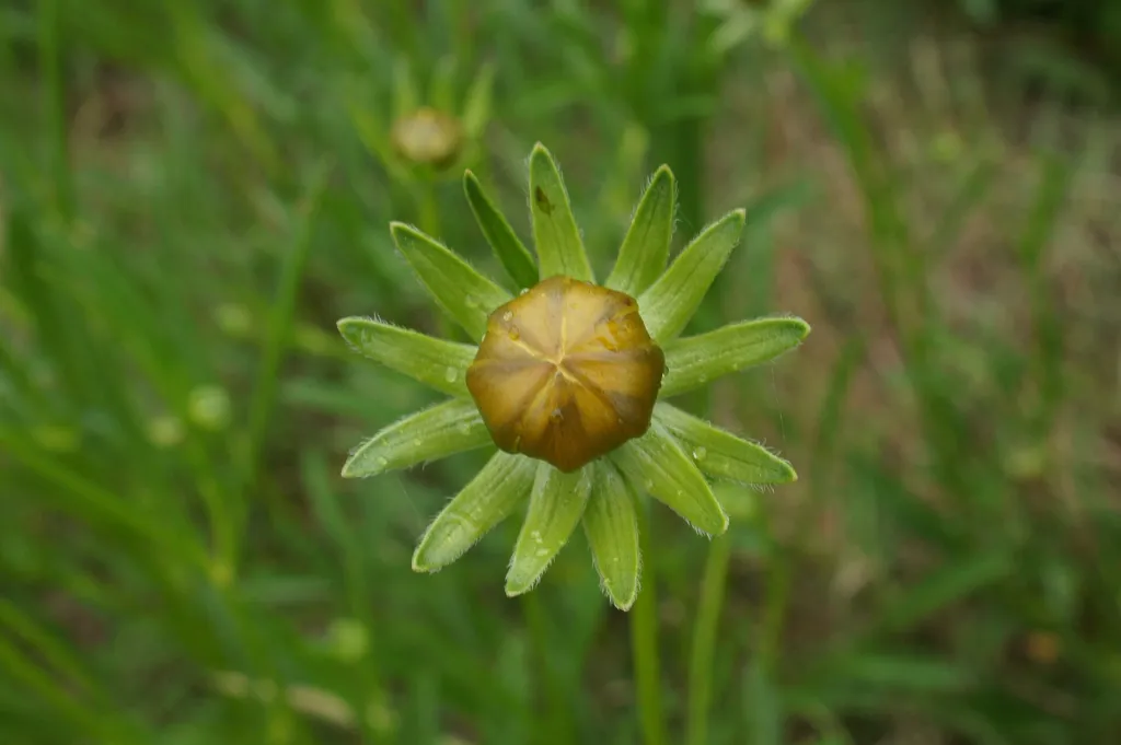 Lance-leaved Coreopsis (Coreopsis lanceolata) – characteristic appearance, plant photo